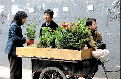 每天,奶奶(中)都推着三轮车带着小杰穿行在大街小巷里辛苦地卖花.