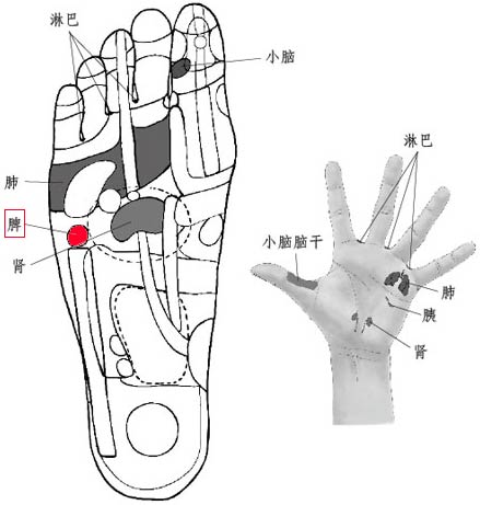 人體手足對應的保健反射區