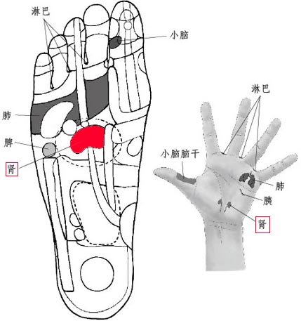 图解手掌和足底的保健反射区 经常按揉百病不侵