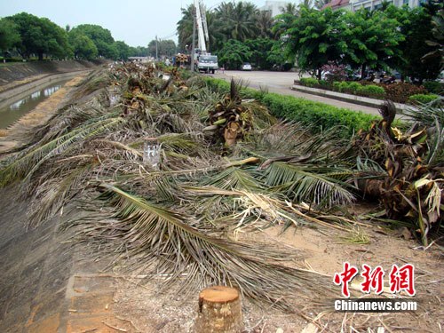 海口167株椰子树被伐 园林警方等部门介入调查