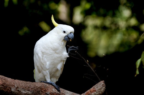 聪明的白鹦鹉正抓着树枝进食