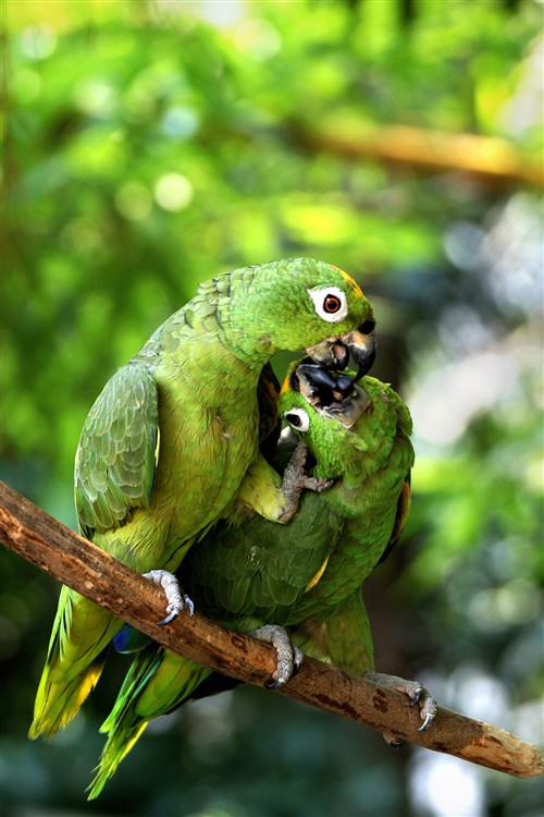 绿荫下，一对正在接吻的绿鹦鹉，多么浪漫！