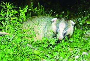 南京清涼山現不明動物專家稱是野生狗獾組圖