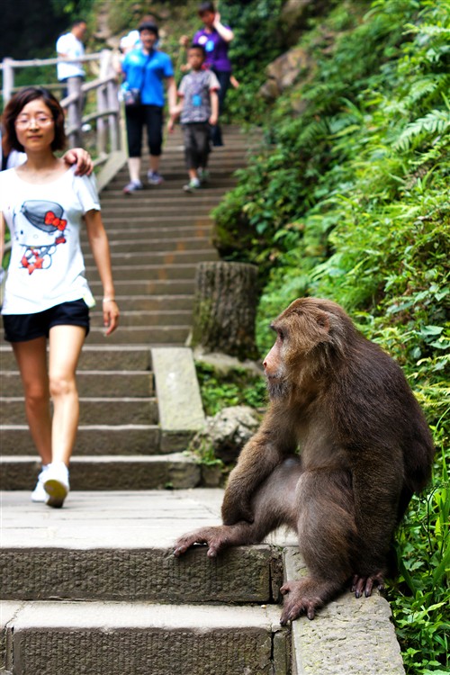一只又肥又胖的猴子悠然自得的坐在路上