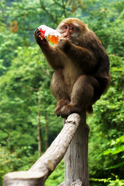 这只猴子正喝着从我们手中抢过去的水，没错，是抢