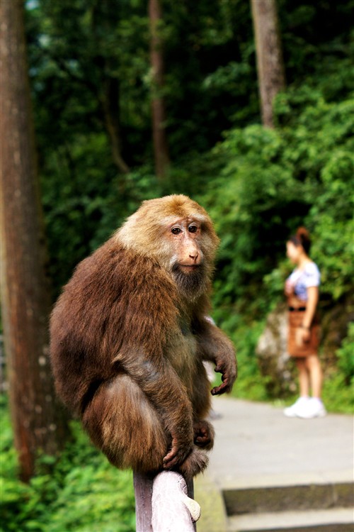 猴子：“嘿嘿，此路是我开，要想过此路，留下买路食。”
