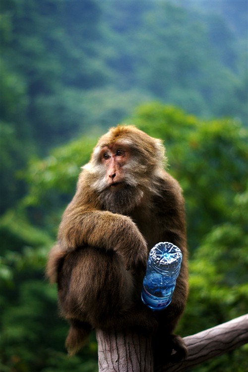 猴子：“今天心情不错。”