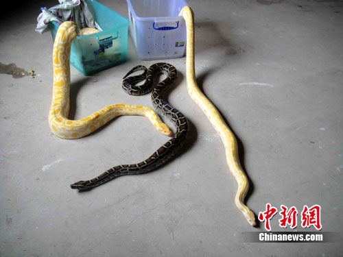 胶州机场大蛇图片