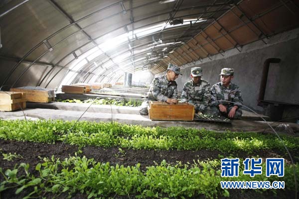 世界最高駐兵點神仙灣哨所成功種植綠色蔬菜