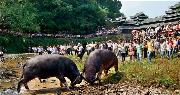 柳州风俗:侗族原生态歌舞 苗族坡会胜景(组图)