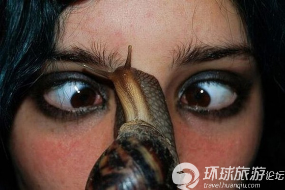 大到吓死人的非洲巨型蜗牛(组图)