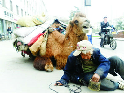 山西86岁老汉牵骆驼乞讨 相伴14年行走全国(图)