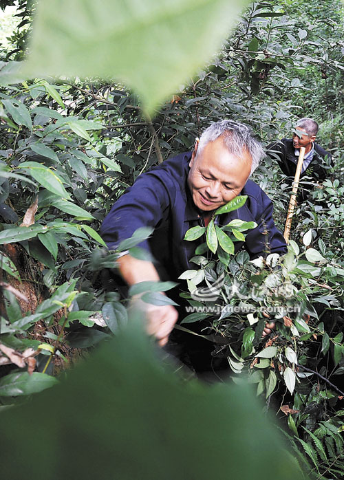 有时相约走进田间地头,荒山野岭,采来花草,枝条,树叶(根)等各类药材