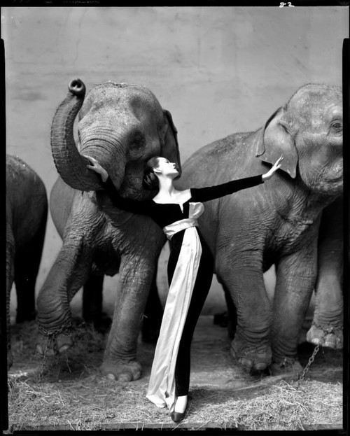 Richard Avedon Dovima with elephants(1955)2010ڰʿĳ115.2Ԫ
