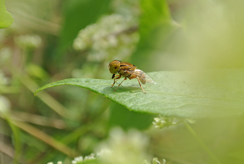 Ȧ:F5.6 :1/400 sec ISO:100