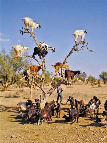 摩洛哥九羊上树求美食 最敏捷者爬到5米高(图)