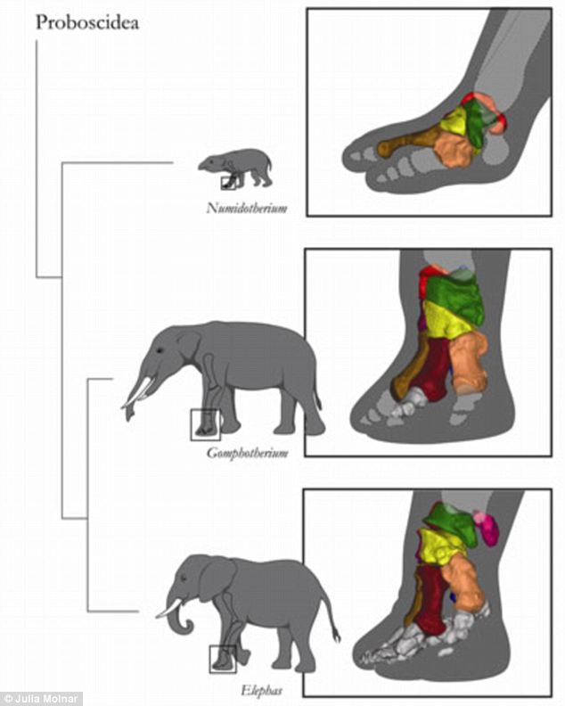 大象结构分析图图片