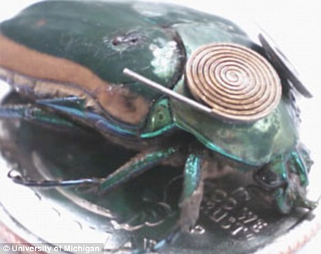 中新网12月27日电 据外媒26日报道，美国科学家正在研究给甲壳虫装上微型相机和麦克风（见图），让它们执行地震救援中搜救幸存者的任务。