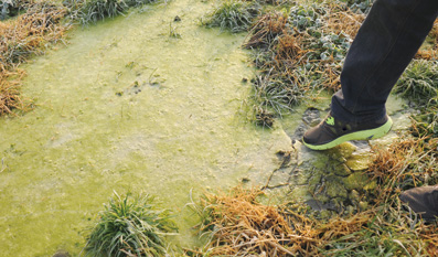 沟渠,河道里充满了发绿的牛粪本报记者 姬东 摄