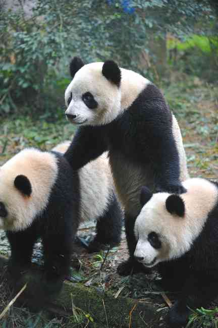 万象   大熊猫卖萌   6只大熊猫要野放后续   6只熊猫百里挑一