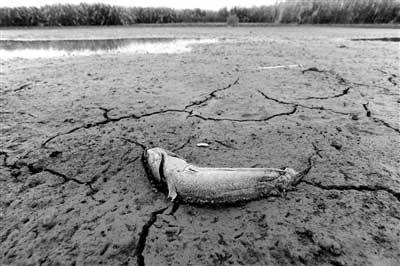 2011年9月21日,鄱阳湖,一条鱼干死在河床上