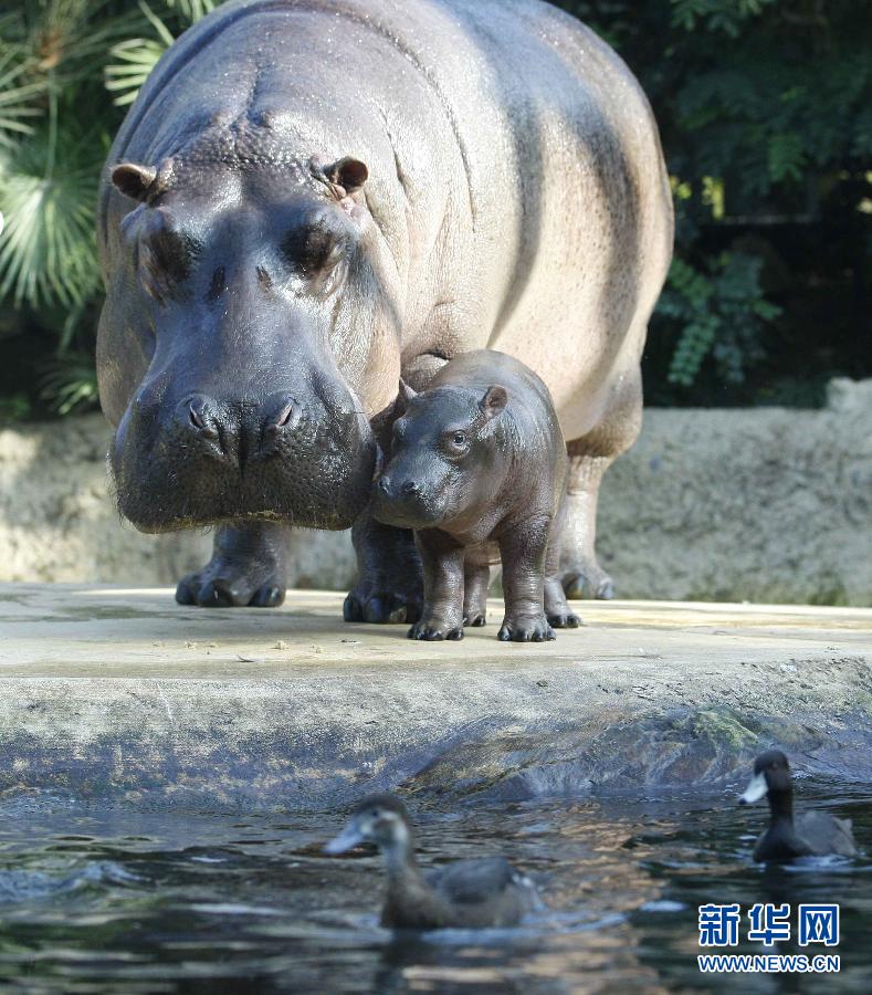 11月1日,一隻剛出生10天的小河馬和媽媽在德國柏林動物園內呆在一起.