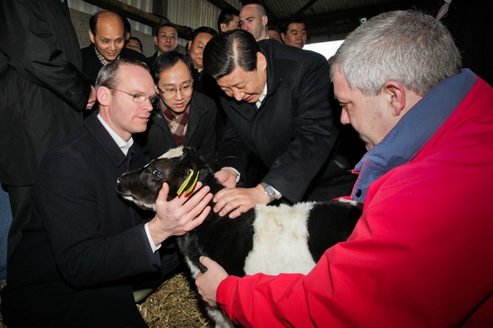 习近平19日参观爱尔兰一个牛奶及牛奶制品农场，笑着抚摸奶牛。
