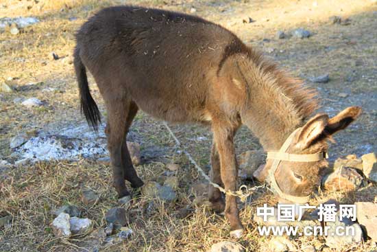 云南631万人遭旱灾 村民用硝水浇地喂牲畜(图)