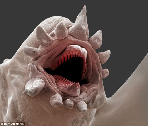 微小深海蠕虫狰狞恐怖 酷似外星球生物(图)
