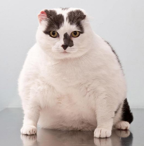 英国为超重猫狗举办宠物减肥大赛(组图)