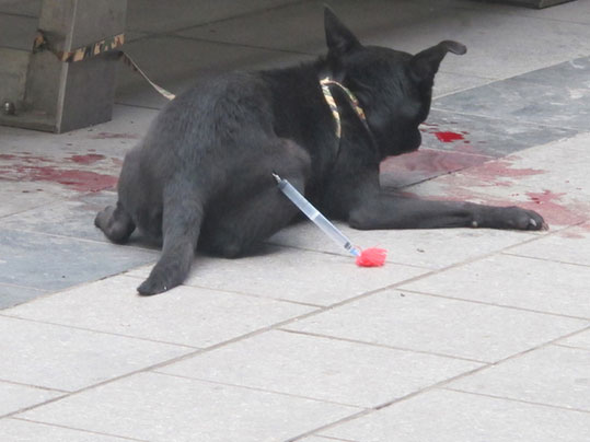 黑狗步行街連咬兩人 民警實施麻醉被稱殘忍(圖)