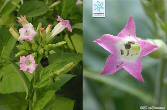 ̲(Nicotiana tabacum)Ŀǰֲ̲࣬ΪΪɫҲΪ컨̲ݡ