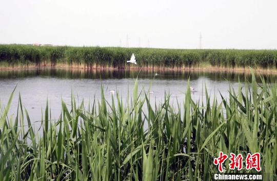 图为新疆博斯腾湖的芦苇返青。