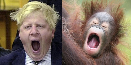 网友恶搞伦敦市长照片 将其表情与猩猩作比(图)