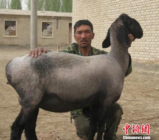 新疆兵团职工养殖33只刀郎羊 出价百万不卖(图)