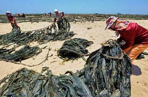 5月22日,福建莆田湄洲岛渔民在翻晒海带新华社记者 林善传 摄