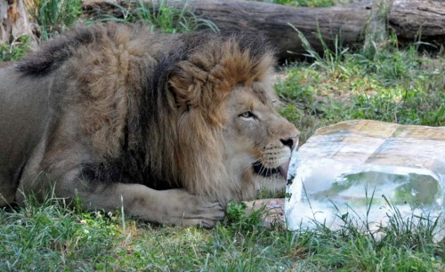 美国芝加哥，动物园里的非洲狮正在舔冰块