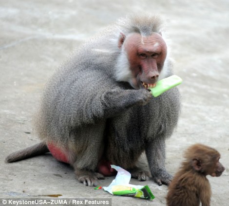 中国杭州，一只狒狒在吃冰棒