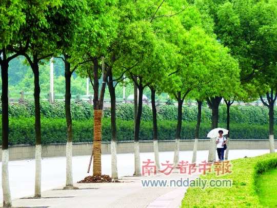 树干上绑有草绳的新树与保留的老树形成对比。C FP图片