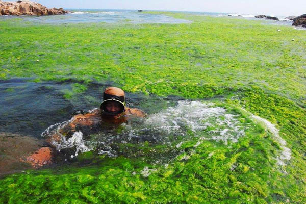 關於海洋滸苔的手抄報