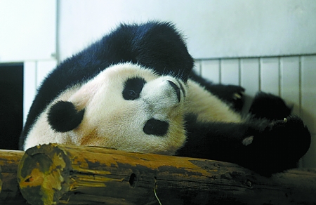 旅日大熊猫“真真”资料图