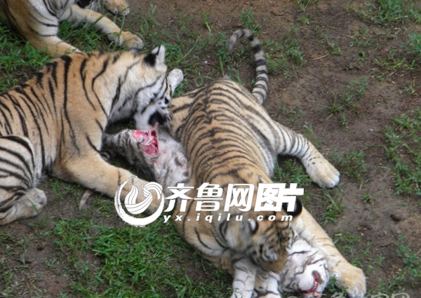 广州动物园老虎咬人图片
