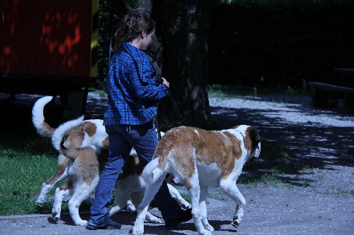 (國際)(2)走進瑞士聖伯納犬博物館