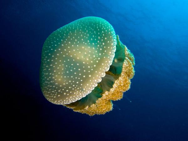 [转载] 海洋中最美丽的14个水母物种