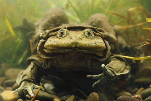 Ῠ(Lake Titicaca Frog)