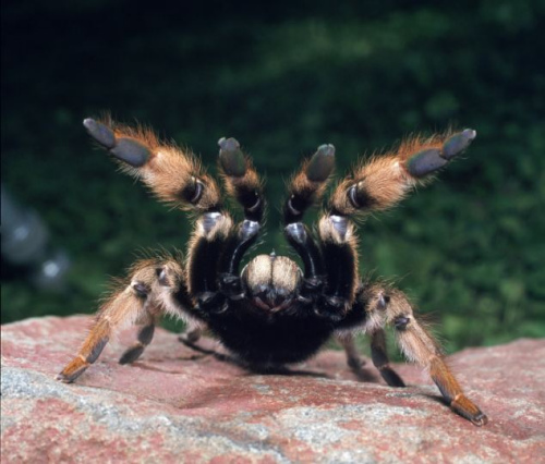 世界上最丑的蜘蛛图片