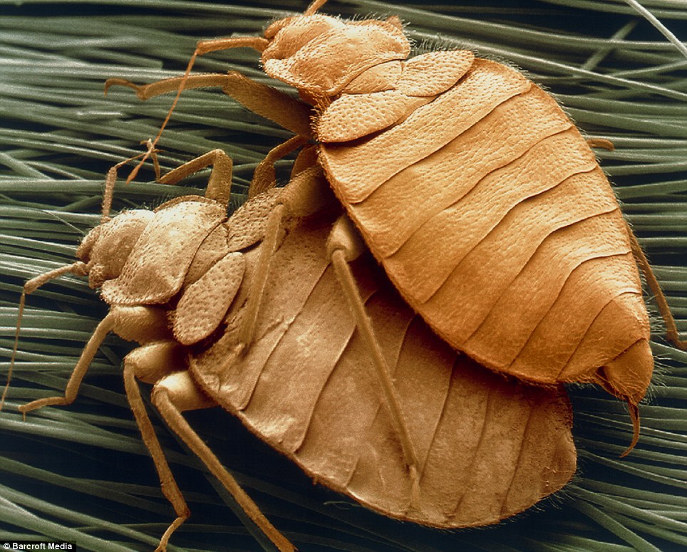 Ӭ(Glossina fuscipes fuscipes)óʳѪҺȴޡ