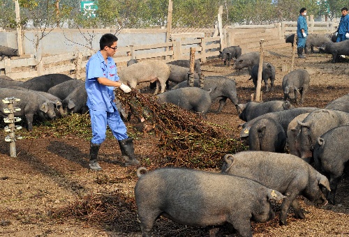 黑猪生态养殖见成效     10月30日,三涧溪村乐虎黑猪生态养殖基地