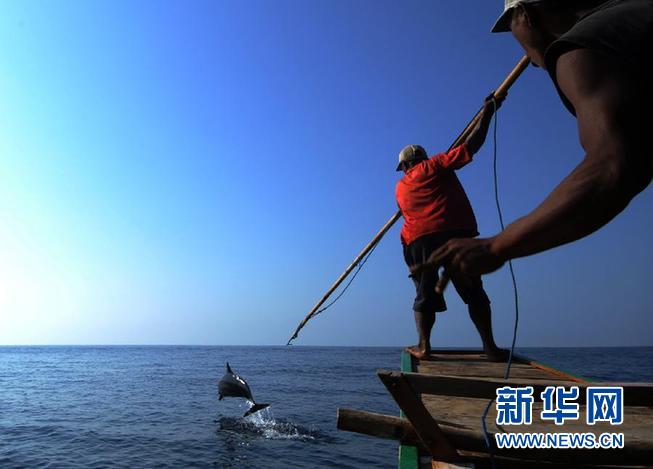 印尼传统捕鲸村渐无鲸可捕 海豚鲨鱼处境堪忧(图)