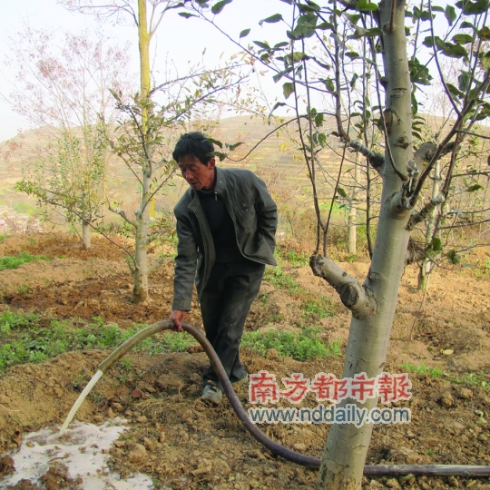 陈向阳转而在甘肃天水试验不用化肥,只用尿水浇灌苹果树,种出的苹果广